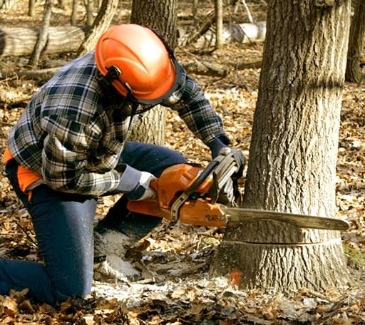 Tree Removal in Spalding, MI